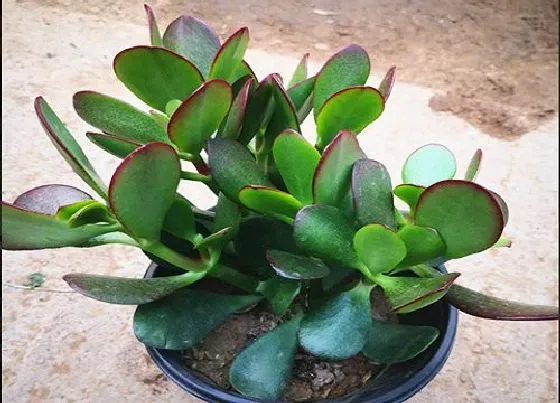植物常识问题|玉树如何选盆能够让它赶紧生长成老桩