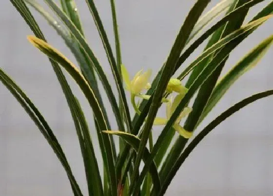 植物常识问题|兰花怎么养叶片一整年干干净净又翠绿