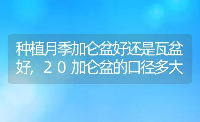 种植月季加仑盆好还是瓦盆好,20加仑盆的口径多大 | 养殖常见问题