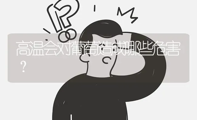 高温会对葡萄造成哪些危害? | 养殖问题解答