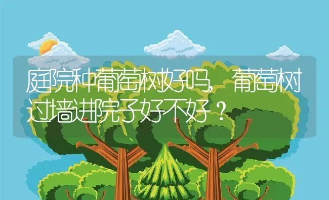 龙吐珠的养护方法,龙吐珠花修剪和压枝方法？ | 养殖常见问题