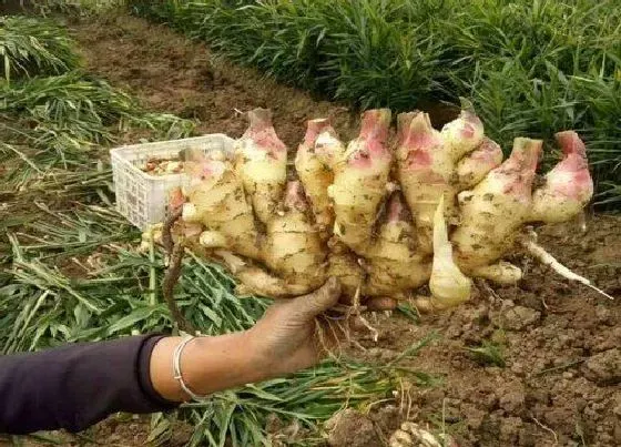 植物常识问题|生姜的种植方法