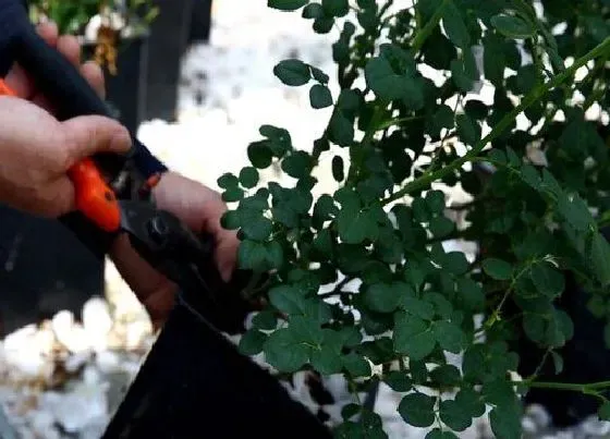 植物常识问题|月季花冬季修剪方法