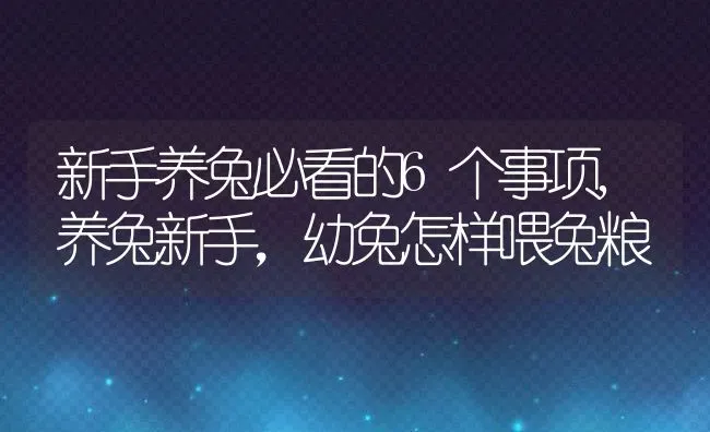 新手养兔必看的6个事项,养兔新手，幼兔怎样喂兔粮 | 养殖常见问题