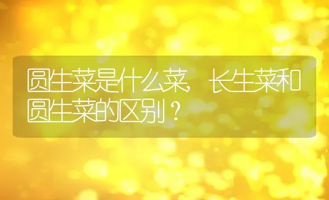 圆生菜是什么菜,长生菜和圆生菜的区别？ | 养殖常见问题