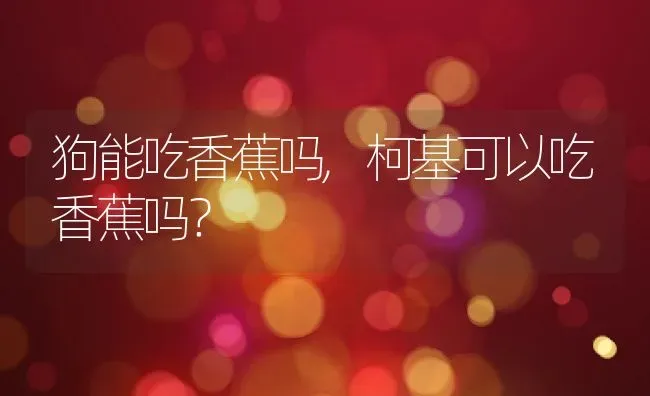 狗能吃香蕉吗,柯基可以吃香蕉吗？ | 养殖常见问题
