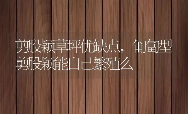 剪股颖草坪优缺点,匍匐型剪股颖能自己繁殖么 | 养殖常见问题