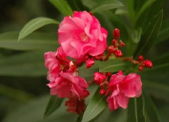 植物常识问题|柳叶桃放家里如何管理