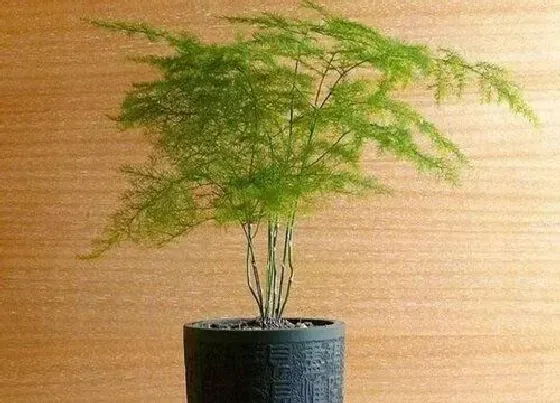 植物常识问题|冬天室内养什么植物最好