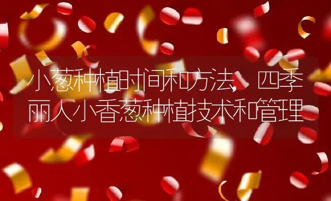 小葱种植时间和方法,四季丽人小香葱种植技术和管理 | 养殖常见问题