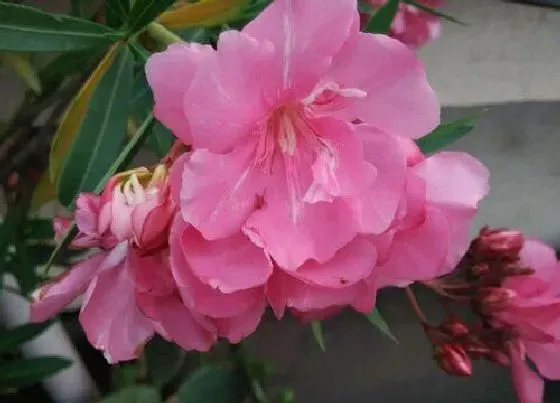 植物常识问题|柳叶桃放家里如何管理