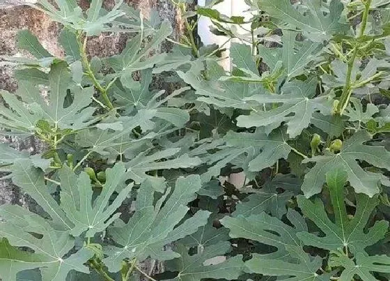 植物常识问题|如何解决无花果不挂果还长不好