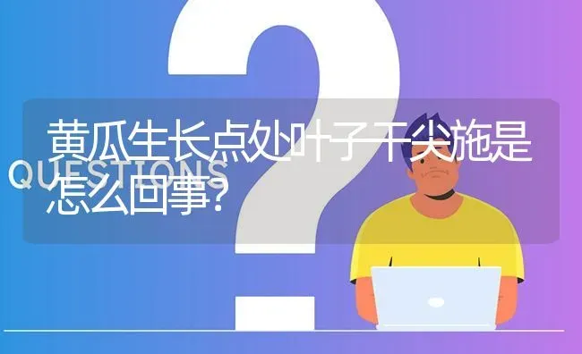 黄瓜生长点处叶子干尖施是怎么回事? | 养殖问题解答