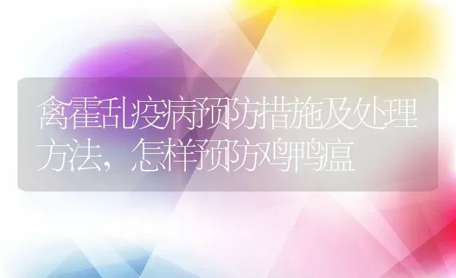 禽霍乱疫病预防措施及处理方法,怎样预防鸡鸭瘟 | 养殖常见问题