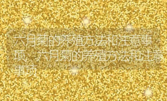 六月菊的养殖方法和注意事项,六月菊的养殖方法和注意事项 | 养殖常见问题