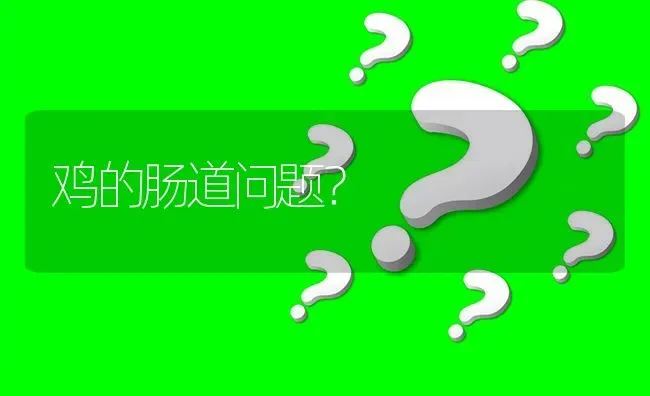 鸡的肠道问题? | 养殖问题解答