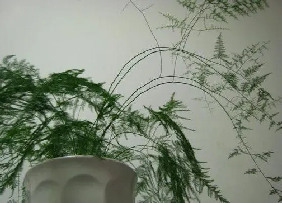 植物常识问题|文竹生长得非常的随意怎么处理