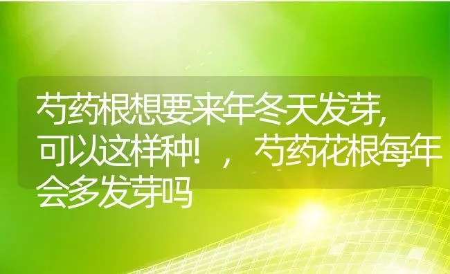 芍药根想要来年冬天发芽,可以这样种!,芍药花根每年会多发芽吗 | 养殖常见问题