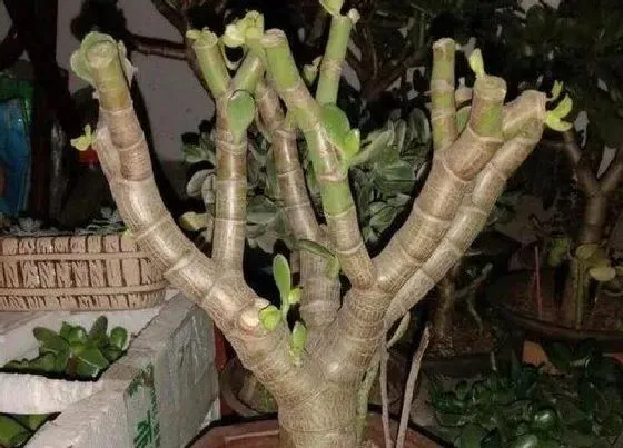 植物常识问题|玉树叶片全部落掉的原因和解决方法