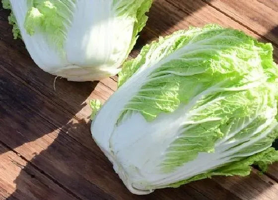 植物常识问题|大白菜适合几月份种植（大白菜的播种时间和管理方法）