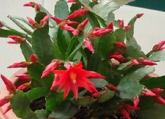 植物常识问题|蟹爪兰如何养护新叶冒得多