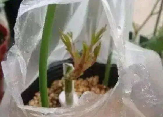 植物常识问题|花卉养护中方便袋都有哪些作用