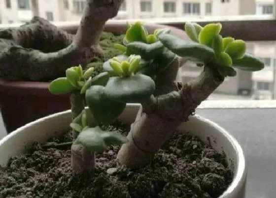 植物常识问题|玉树叶片全部落掉的原因和解决方法
