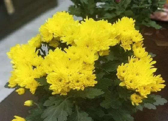 植物常识问题|菊花夏天如何管理会枝叶粗壮避免黑腐