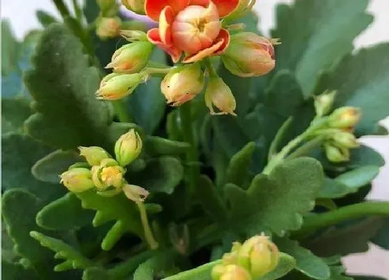 植物常识问题|11月长寿花正确的养护方法  都有哪些养护技巧