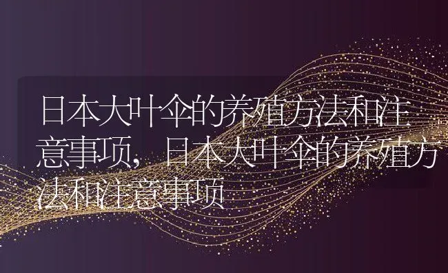 日本大叶伞的养殖方法和注意事项,日本大叶伞的养殖方法和注意事项 | 养殖常见问题