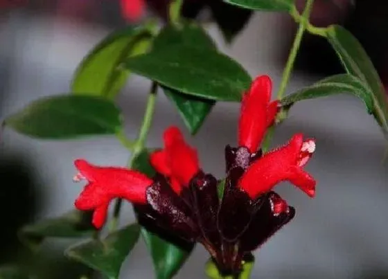 植物常识问题|口红吊兰怎么养开花