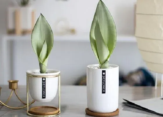 植物常识问题|养护虎皮兰的具体方法有哪些