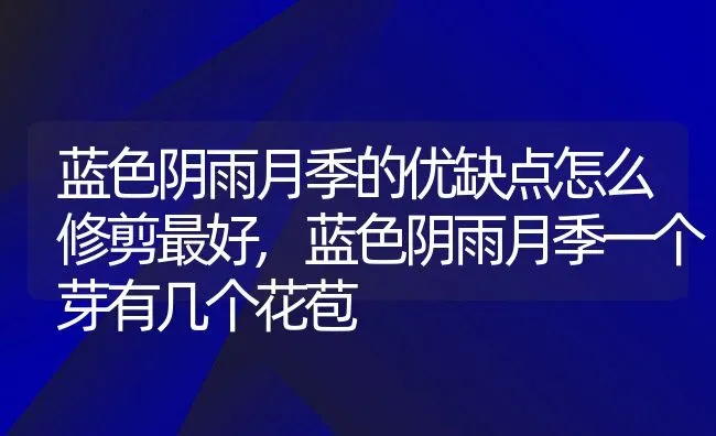 蓝色阴雨月季的优缺点怎么修剪最好,蓝色阴雨月季一个芽有几个花苞 | 养殖常见问题