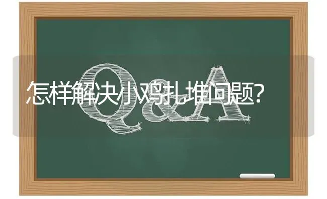 怎样解决小鸡扎堆问题? | 养殖问题解答