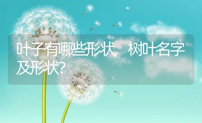 叶子有哪些形状,树叶名字及形状？ | 养殖常见问题