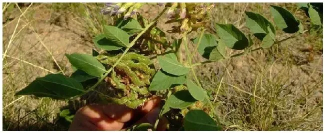 甘草种植要几年 | 农业答疑
