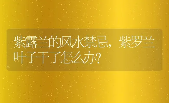 紫露兰的风水禁忌,紫罗兰叶子干了怎么办？ | 养殖常见问题