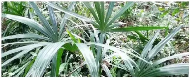 金山棕怎么浇水 | 农业答疑