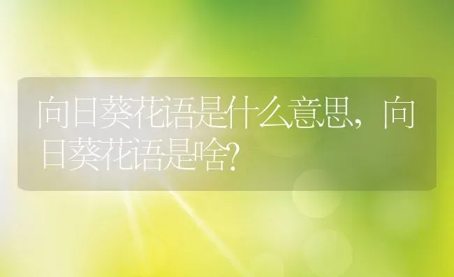 向日葵花语是什么意思,向日葵花语是啥？ | 养殖常见问题