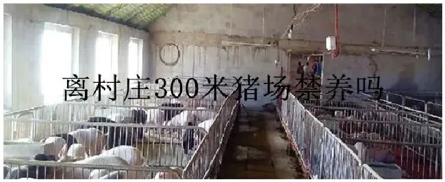 离村庄300米猪场禁养吗 | 农业问题