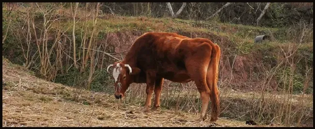 牛腱子肉多少钱一斤 | 生活常识