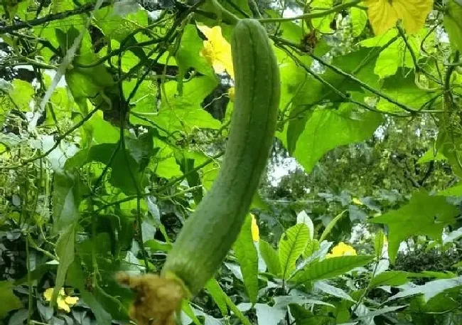 植物常识问题|丝瓜秧不开花不结果怎么回事（只长藤不结瓜解决办法）
