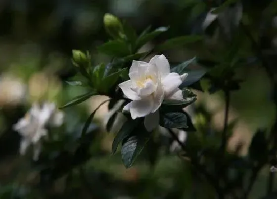 植物常识问题|栀子花如何养护开花的香味浓郁