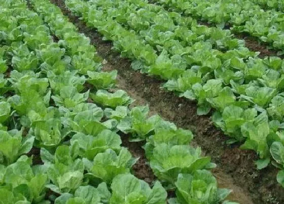 植物常识问题|大白菜适合几月份种植（大白菜的播种时间和管理方法）