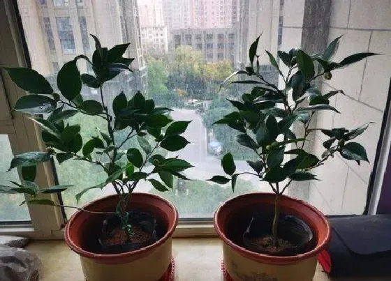 植物常识问题|茶花不开花是怎么回事  有哪些养护方法