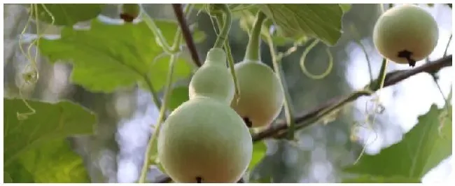 小葫芦的种植方法及技术要点 | 科普知识