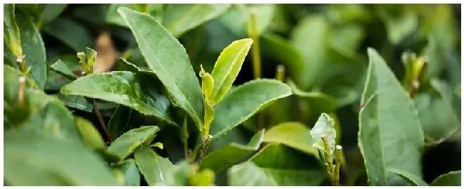 盆栽茶树种植注意事项 | 生活常识