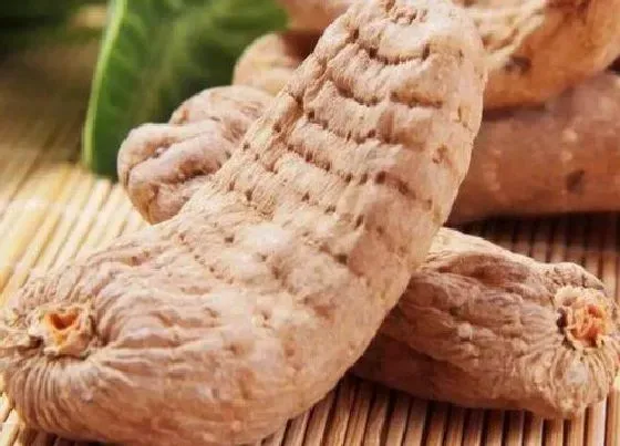 植物常识问题|天麻的功效与作用及食用方法