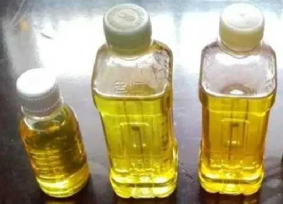 植物常识问题|废油如何用来养护金钱树  怎么养新芽冒不停