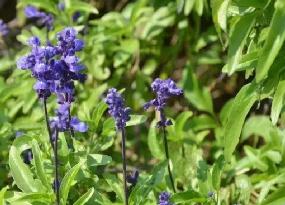 植物常识问题|鼠尾草品种及图片 哪个品种鼠尾草耐寒